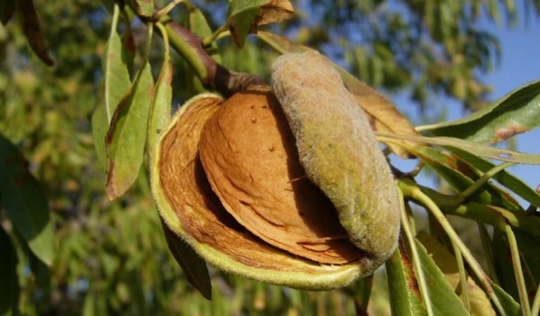 frutal de carozo almendro