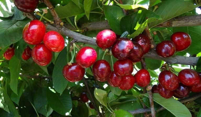 frutal de carozo cerezo